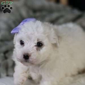 Bella, Bichon Frise Puppy